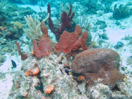 Reef IMG 9517